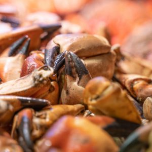 Pinces de crabe cuites Grosses